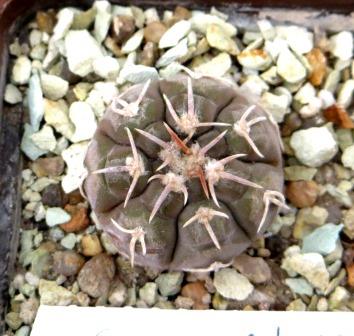 gymnocalycium prochazkianum CN 747