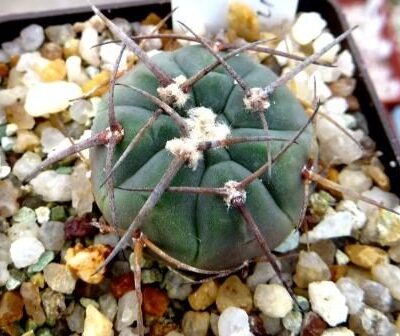 gymnocalycium armatum vs 300 own root