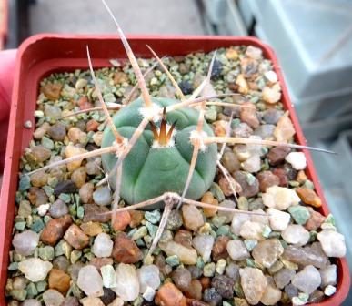 gymnocalycium armatum VS 503