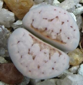lithops julii c18