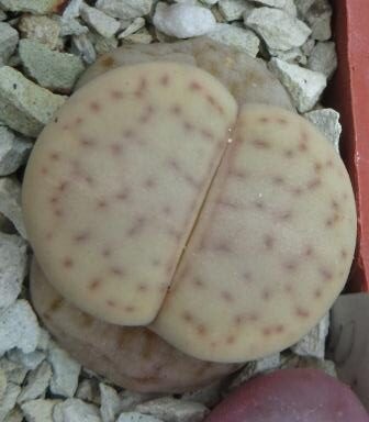 lithops vallis-mariae