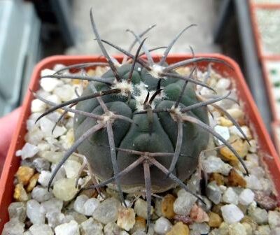 gymnocalycium spegazzinii v horizonthalonius