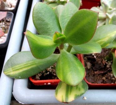crassula solana