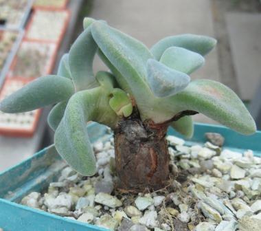 aloinopsis peersii