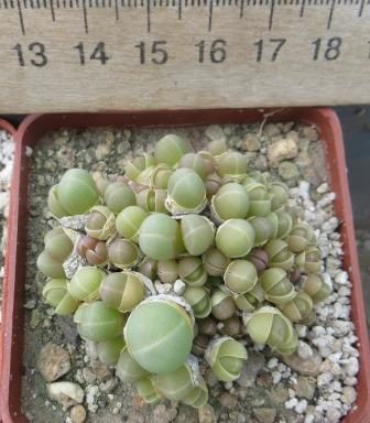 gibbaeum heathii EF 47