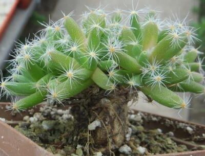 trichodiadema densum