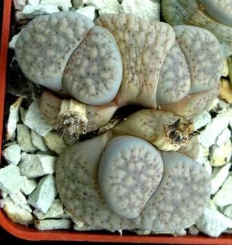lithops verruculosa glabra c 177 квітка орандж трійня
