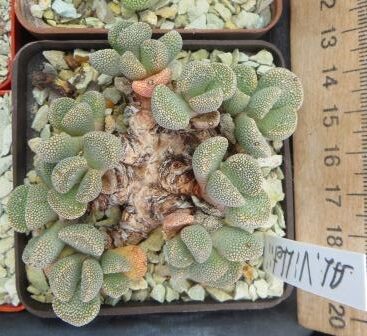 aloinopsis villetii великий каудекс