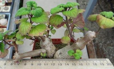 plectranthus ernstii