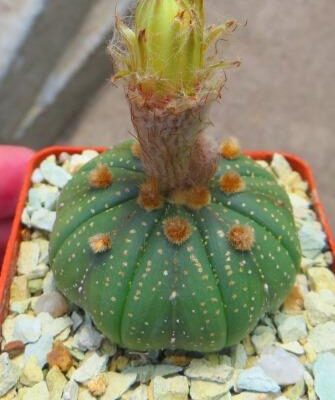 astrophytum super kabuto nuda gold