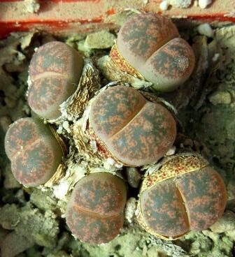 1649 lithops lesliei minor witblume C 6 A    6 голів