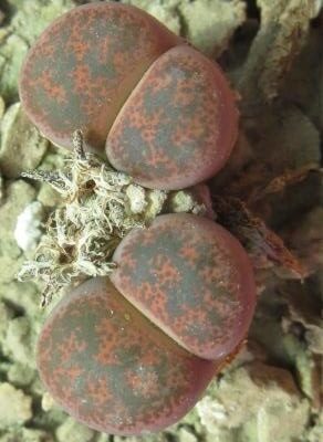 1649 lithops lesliei minor witblume C 6 A