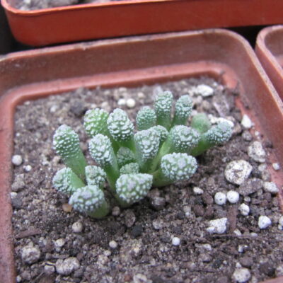 Neohenricia sibbettii