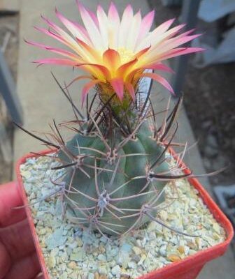 Pyrrhocactus floccosus own root