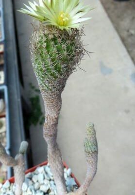 turbinicarpus species