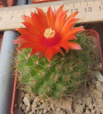 parodia penicillata nivosa