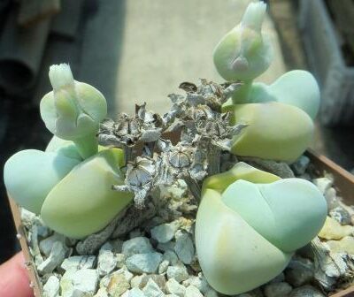 gibbaeum album
