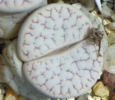lithops gracilidelineata v waldroniae c 189