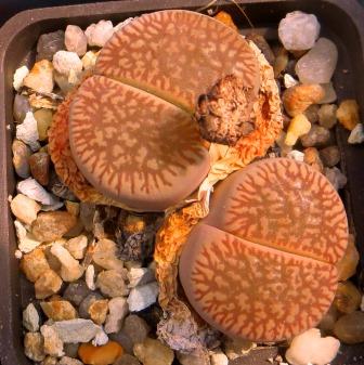 Lithops aucampiae ssp euniceae C48