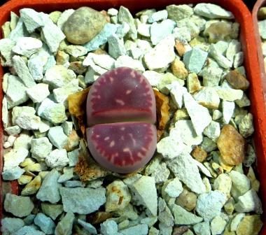 lithops olivacea red olive