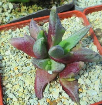 faucaria selekte