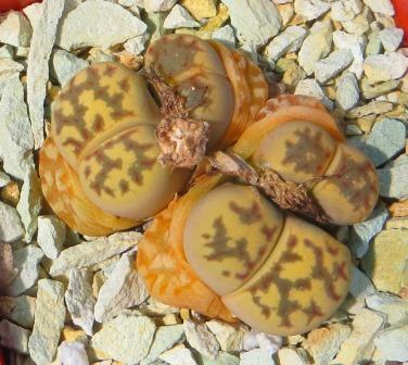 lithops dorotheae c124 4 голови