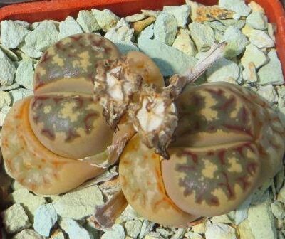 lithops dorotheae c124