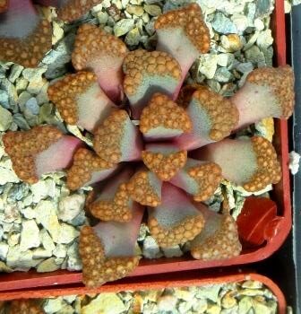 titanopsis hugo schlechteri pofader