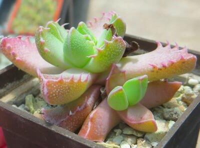 faucaria tigrina