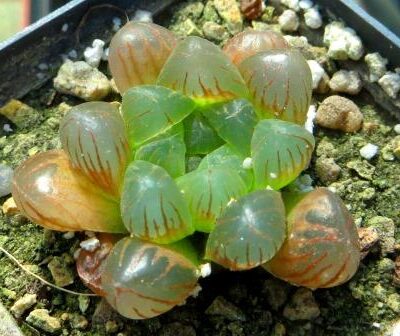 haworthia obtusa