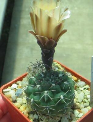 gymnocalycium fischeri