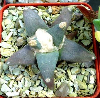 Ariocarpus retusus 'furfuraceus' (К.Rys)