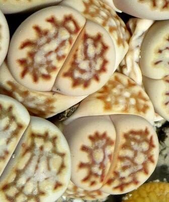 lithops julii fulleri
