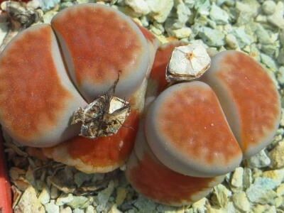 lithops karasmontana lateritia