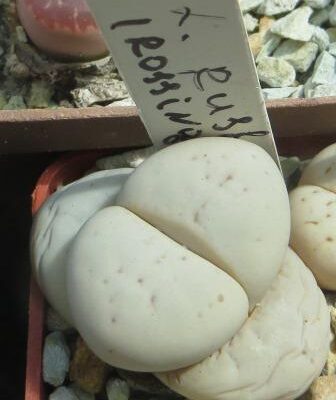 Lithops ruschiorum - Rosing Main
