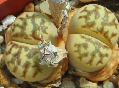 lithops dorotheae c124