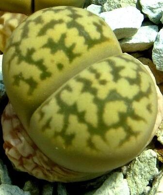 lithops karasmontana bella C 143