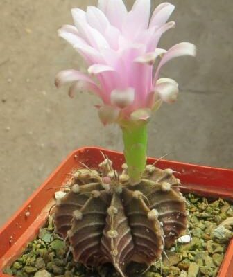 gymnocalycium friedrichii