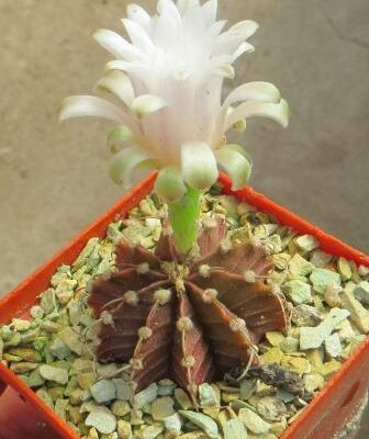 gymnocalycium agua dulce
