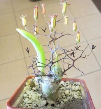 tylecodon reticulatus