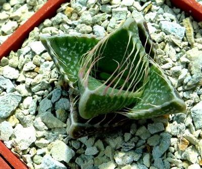 faucaria tigrina grahamstown