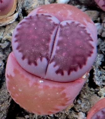 lithops salicola bacchus