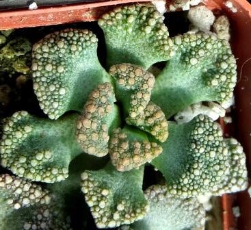 titanopsis calcarea
