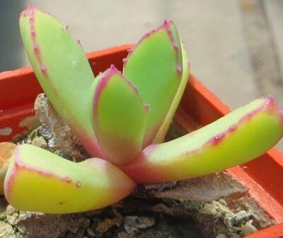 carruanthus peersii