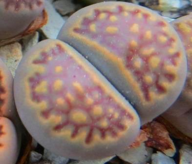 1608.3 lithops halii ochracea c 142 A
