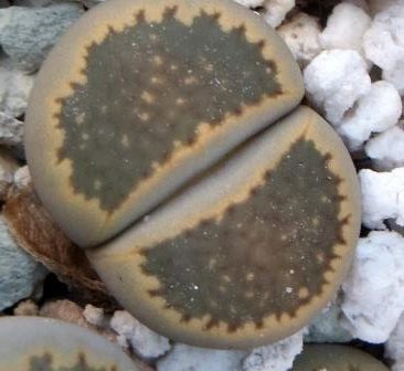 1609 lithops halii ochracea c 87