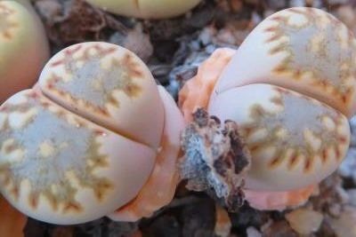lithops julii fuscous form