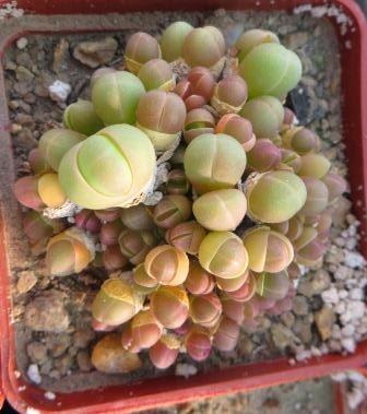 gibbaeum heathii