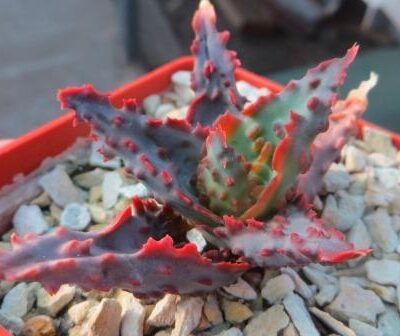 aloe hybrid TCT