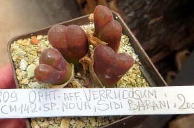 MG 1809 conophytum verrucosum CVN 142 sp. nova   Sidi Barani 2005